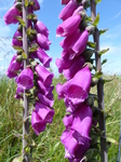 FZ018517 Foxglove St. Bees Head.jpg